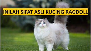 Jangan Adopsi Kucing Ragdoll Sebelum Nonton Ini !