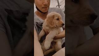 Meet Bami:อยากจะไปซิ่ง️ #dog #viral #puppy #goldenretriever #thailand