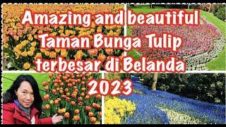 JALAN JALAN DI TAMAN BUNGA TULIP TERBESAR DI BELANDA