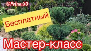 БЕСПЛАТНЫЙМАСТЕР-КЛАСС... Стрижка ХВОЙНЫХ форма РЮМОЧКА