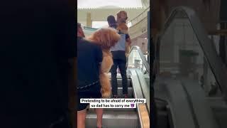 Giant dog pretends to be afraid so he can be picked up! #goldendoodle #escalator #dogdad