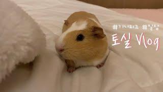  기니피그 토실이 브이로그 | Guinea pig vlog | 소동물, 유기동물, 입양, 일상 | pet, daily