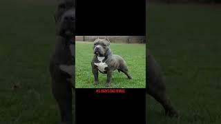 TOP 5 RARE & OLD PITBULL BLOODLINES.  #shorts  Part 1