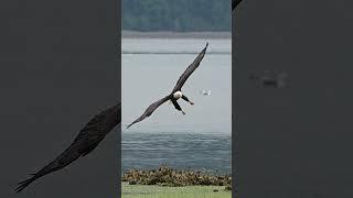 Amazing footage - Hungry bald eagle glides in and snatches a fish from a bed of sea lettuce.