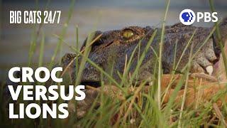 Who Will Win? Lions Battle a Crocodile for a Meal | Big Cats 24/7 | PBS