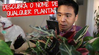 Descubra o nome de QUALQUER PLANTA!