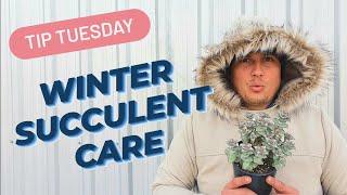 WINTER SUCCULENT CARE 