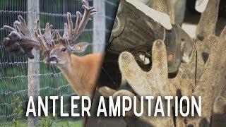 Cutting Antlers off Big Whitetail Buck