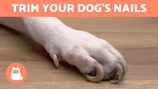 How to Trim Your Dog's Nails at Home  STEP BY STEP WITH TIPS