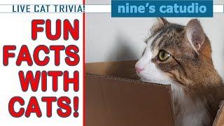 Cat Trivia - Testing your Cat Knowledge, Fun For Cat Lovers