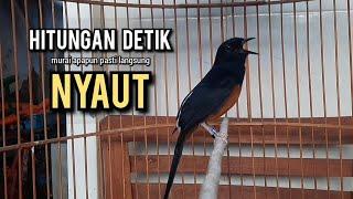 murai batu gacor AMPUH buat PANCINGAN murai batu agar bunyi JADIKAN burung murai gacor EMOSI