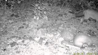 Fuchs, Igel und Marder essen gemneinsam zu Abend