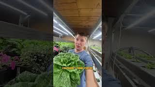 Мой любимый салат