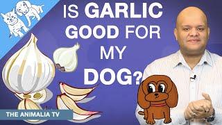 Is Garlic Good For My Dog?