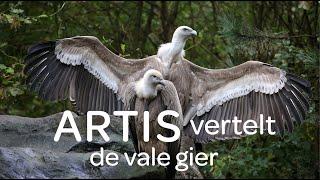 Dierverzorger Job in het vale gierenverblijf - ARTIS vertelt #8