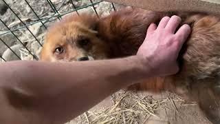 Алиса - лиса. Смотрим выполненную работу над сапогами #животные #лиса #fox #лисяо #animals