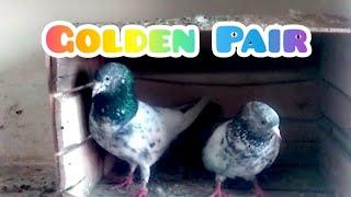 Golden Pigeon Pair Awesome Kabootar || Syed Pigeons Officials