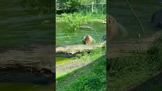 Tigers playing at London Zoo