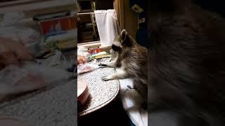 Енот Илюша готовится ужинать