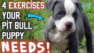 4 BEST exercises for your new pit bull puppy!