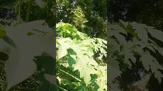 Papaya and their leaves,#plants