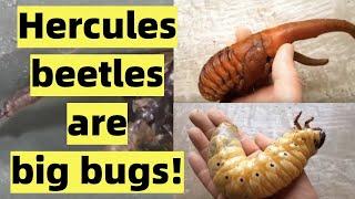 Hercules beetles - WhatNowInternet Ep: 6