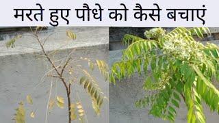 How To Save Dying Curry Leaves Plant