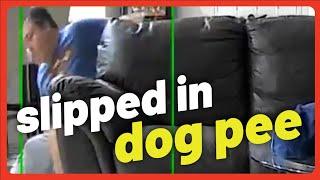 Dogs That Behave BADLY - Shawn Nearly BROKE HIS LEG Slipping In PEE #dog #dogs #funny