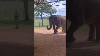 Elephant Gets A Kick Out Of Soccer Ball