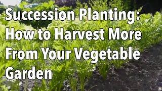 Succession Planting: How to Harvest More From Your Vegetable Garden