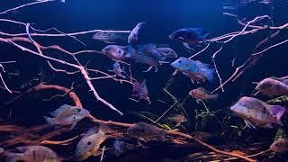 Biotope Amazon River Aquarium