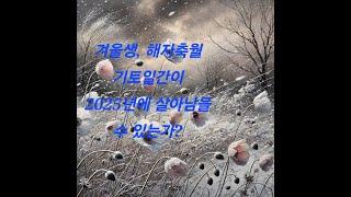 겨울생 해자축월 기토 사주해석과 2025년 운세 최종