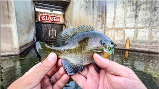 Beginner Fly Fishing For Panfish - It's Actually Easy!