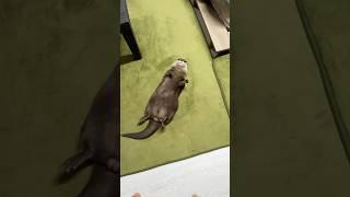 내 방에 누워 있는 강오터 #shorts #aty #otter #WaterSausage