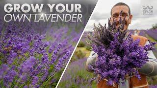All you Need to Know about Growing Lavender