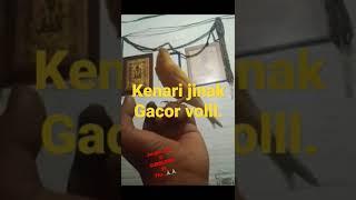 Kenari gacor..#shorts #kicaumania #kicau #shortvideo #duniakicau #kenari #kenarigacor #viral