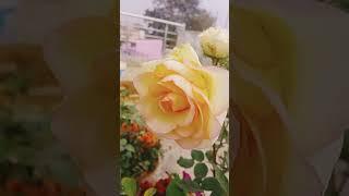 Beautiful Roses flowers  my home gardening plant 