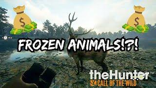 Frozen Animal Glitch!?! thehunter COTW!!