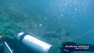 Arothron stellatus (Starry Pufferfish) at Tioman