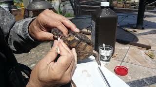 how to surgically remove inner ear infection on a box turtle