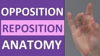 Opposition, Reposition Thumb Movement (Flexion, Abduction) | Anatomy Body Movement Terms