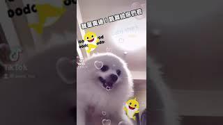 #寵物扭扭 #babyshark #babysharkchallenge #艾蛙媽vs達樂哥 #dog #dogs #doglover #doggo #pet #pets #funny