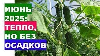 ИЮНЬ 2025: Секреты успешного урожая по лунному календарю!