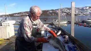 Как правильно снять филе с трески Норвегия. Морская рыбалка в Норвегии.Как правильно разделать тре
