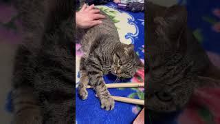 #cat #видосыоткота #кот #прикольныекоты #котик #веселыекоты #юмор #красиваякошка #топ #моякошка