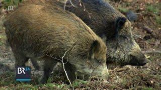 Jagdhundausbildung: Wildschwein-Jagd im Übungsgatter | BR24