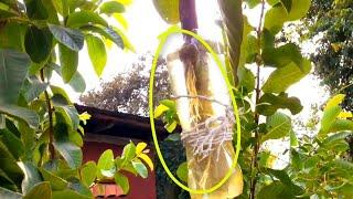 New Method Reinforcing Air Layer With Water On Guava Tree