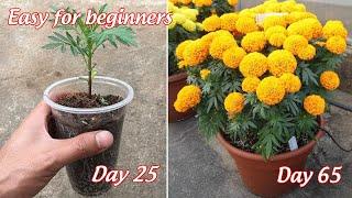 How to grow marigolds in pots from seeds | full information | easy for beginners