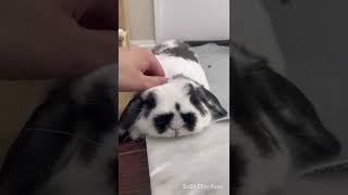 How can I not pet these fluffy bunnies? 