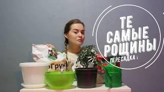 Пересадка растения. Способ перевалки.